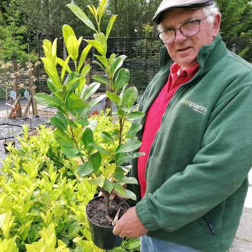 2-3ft Pot Grown Common Laurel Prunus laurocerasus rotundifolia Hedge | ScotPlants Direct